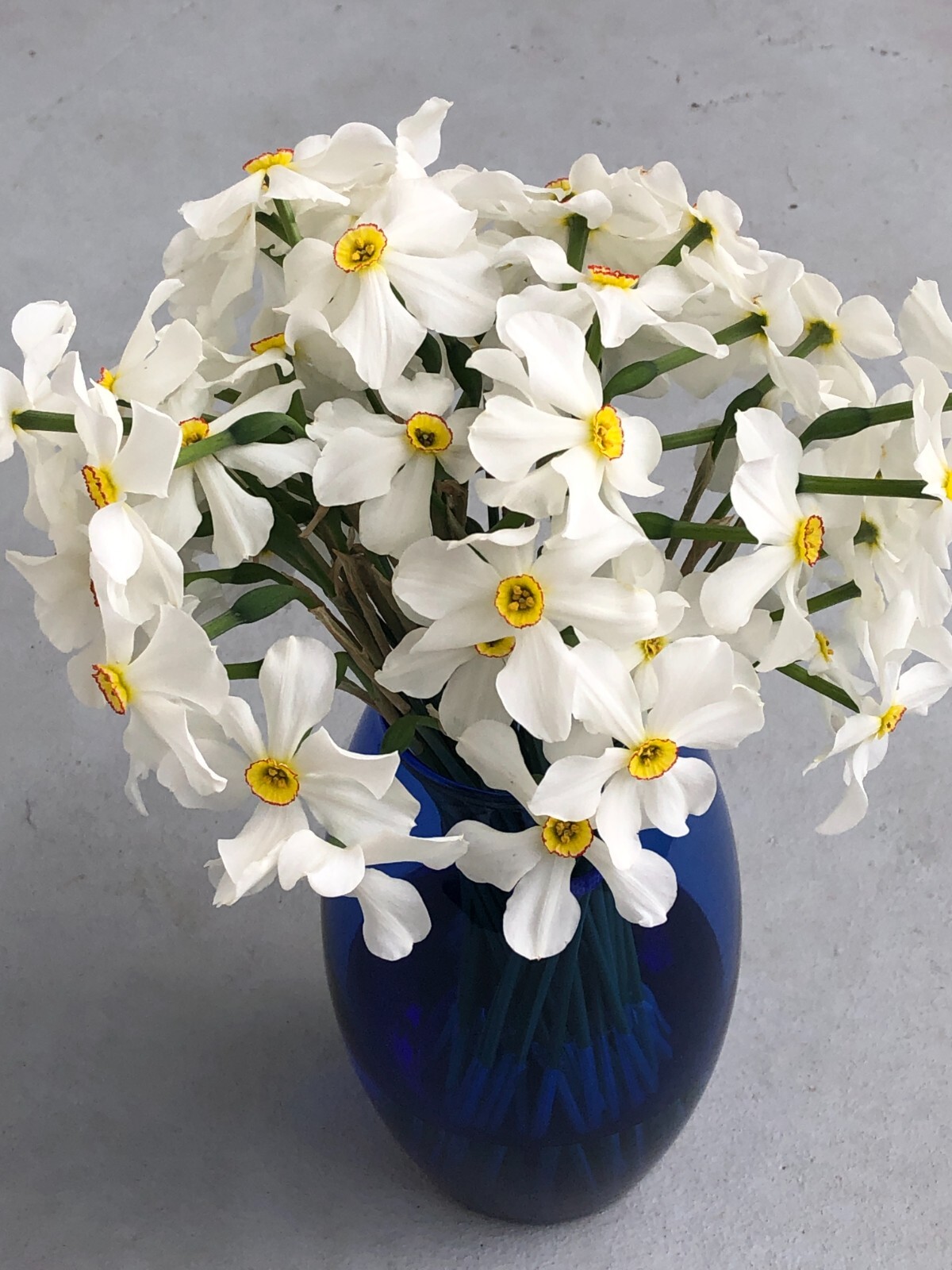 15 Narcissus Plants –Fragrant English Poeticus Long Lasting Flowers in April-May