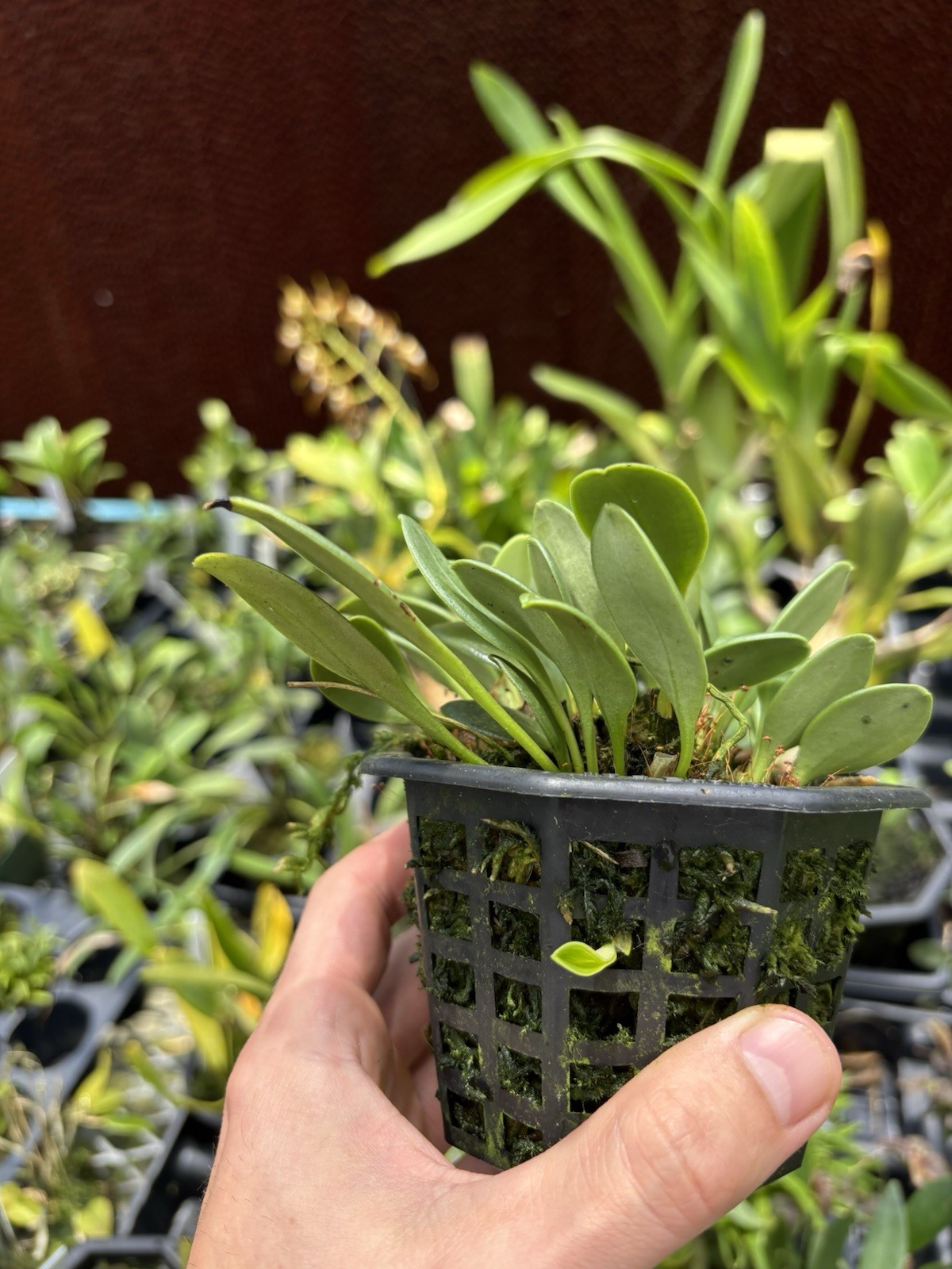 Masdevallia arangoi intermediate Growing Miniature Orchid Species