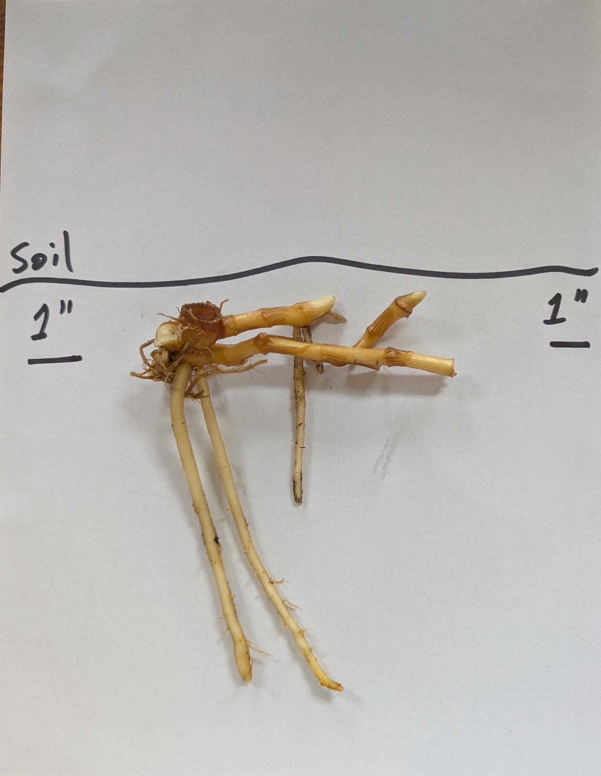 Myoga Ginger Live Roots, Cold Hardy Young Plants (Zone 5b)