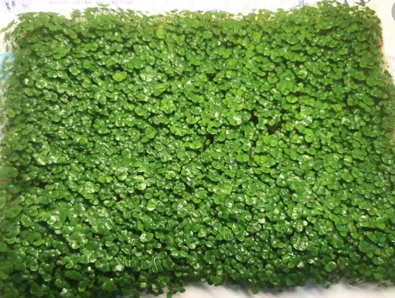 200+ Pcs Aquarium Carpet Plant Seeds Aquatic Grass for Fish Tank Decor