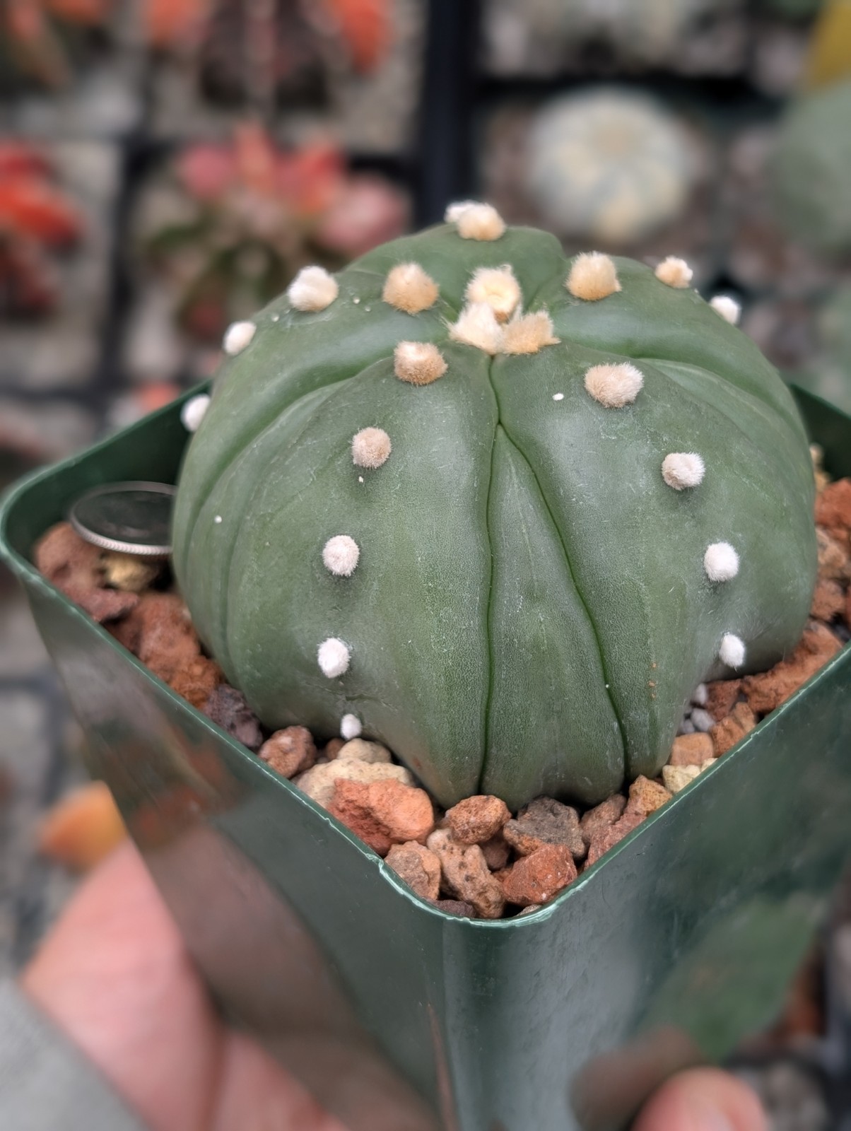 Astrophytum Asterias cv Goryo f Fukuruy 3″ pot shown