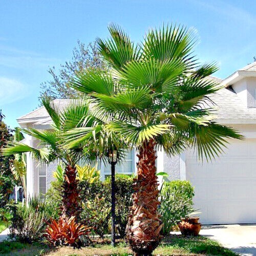 10 Mexican Fan Palm Tree Seeds (Washingtonia robusta) Tropical Cold Hardy Plant