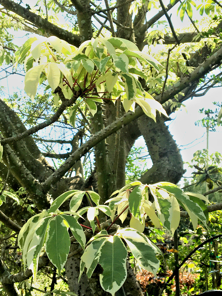 VARIEGATED CEIBA PENTANDRA Kapok tree Silk Cotton caudex RARE plant 5 seeds