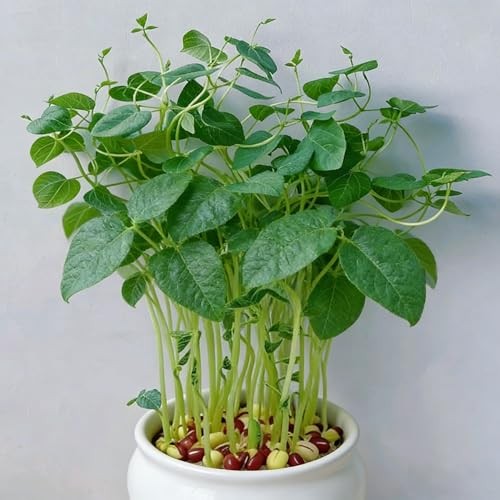 CarpetC 200+ Red Bean Seeds for Planting, Phaseolus vulgaris Heirloom Pole
