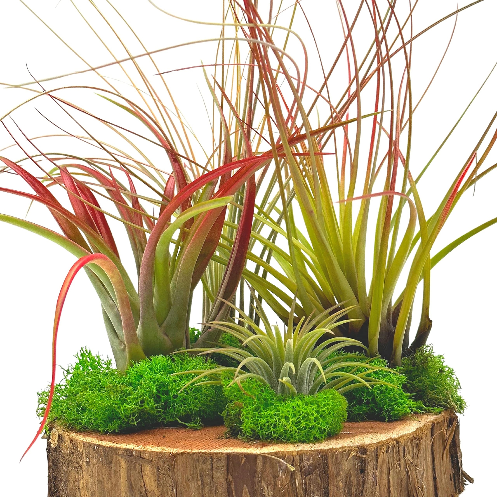 Tillandsia Garden, on Cedar Wood Base, Hand Crafted and Sculpted, Air Plant Gard