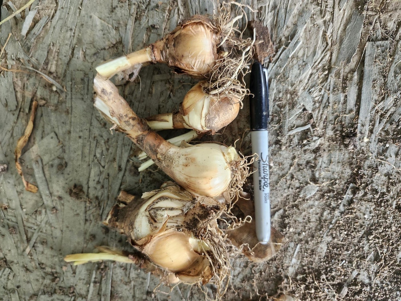 Double Yellow Daffodil 5 bulbs Perennial Bare Root Live Plant