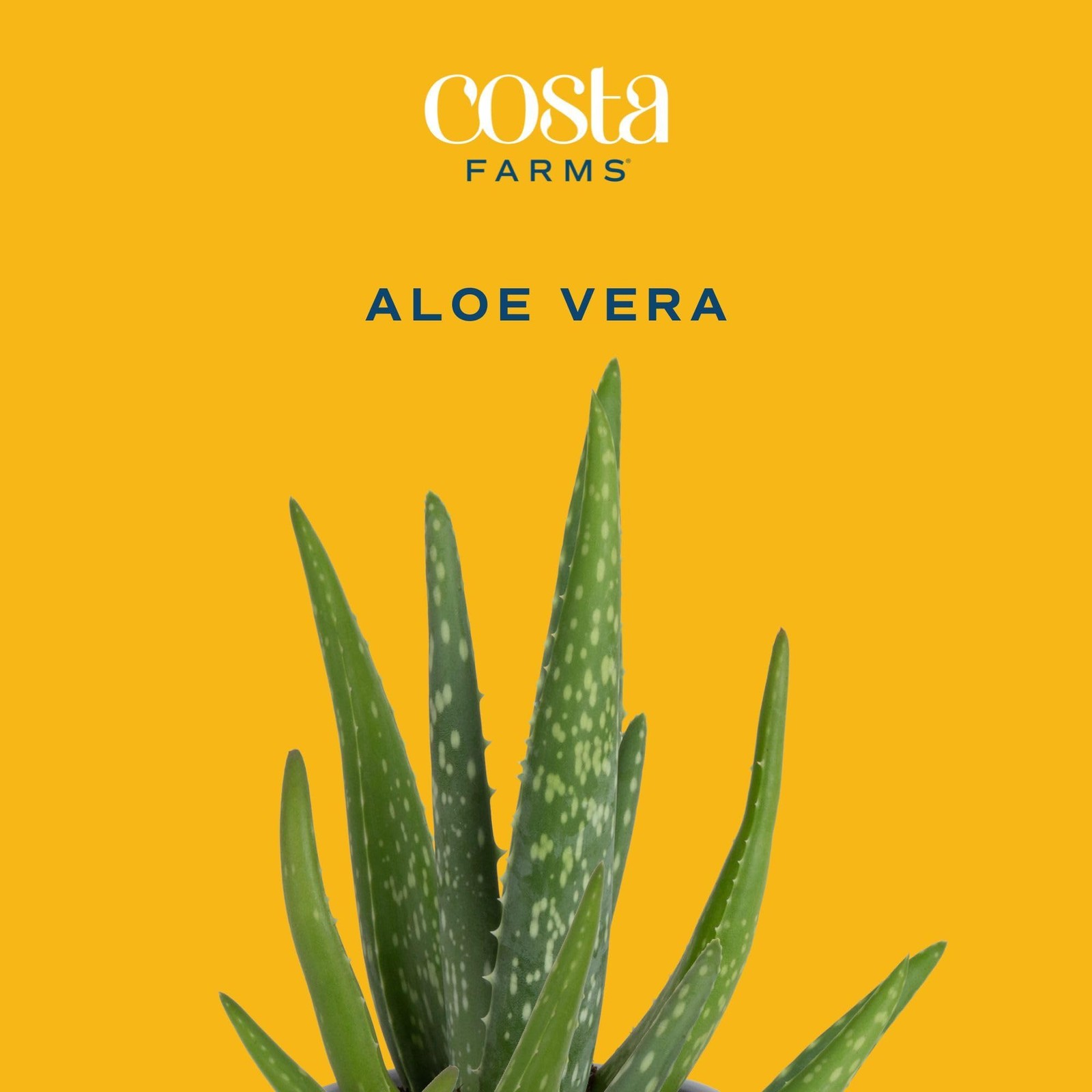 Aloe Vera Live Plant in Decorative Pot, Easy to Maintain, Air Purifying Succu…