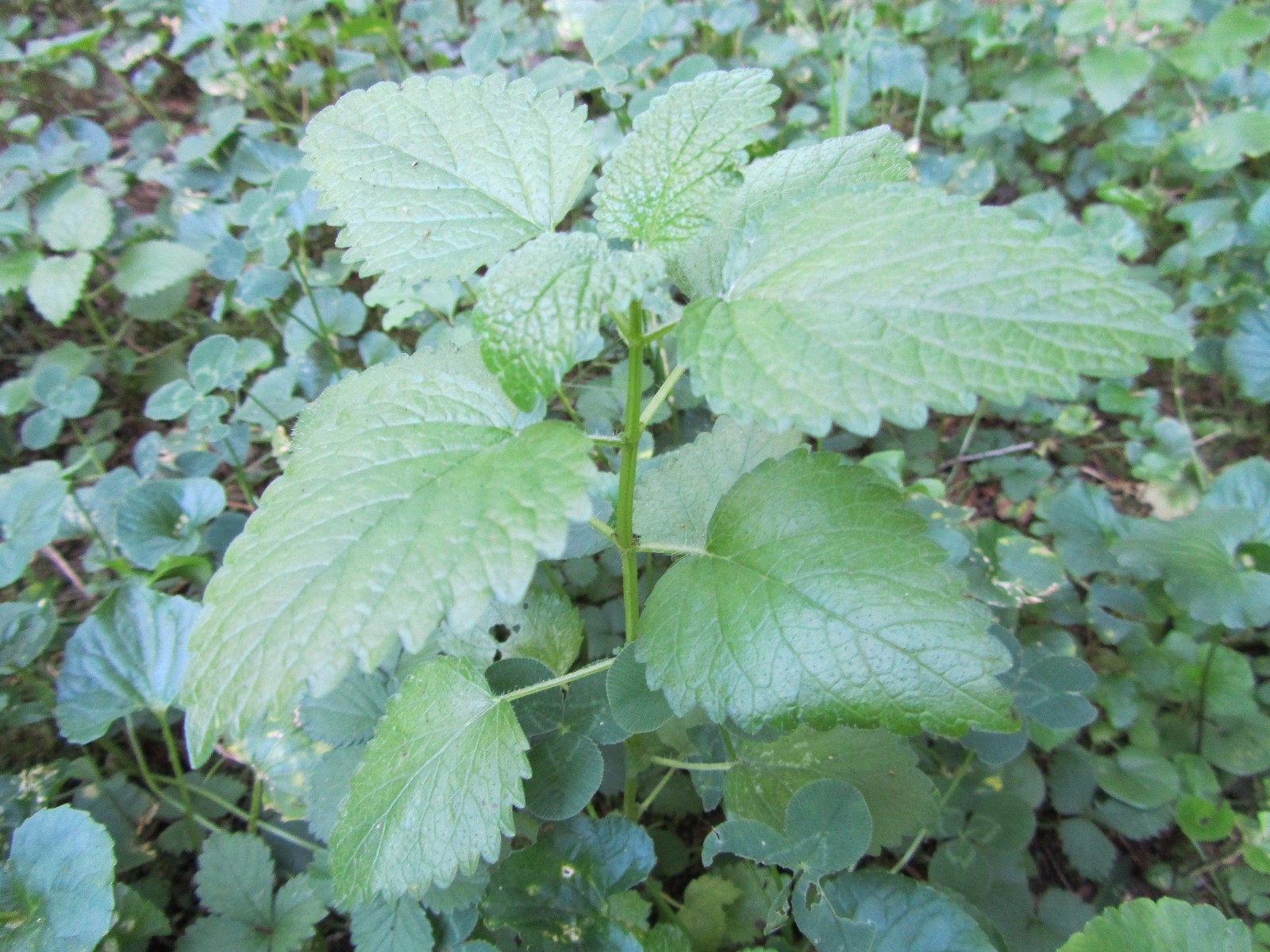 3 PLANTS LEMON BALM, MELISSA OFFICINALIS AROMATIC HARDY PERENNIAL MADICINE PLANT