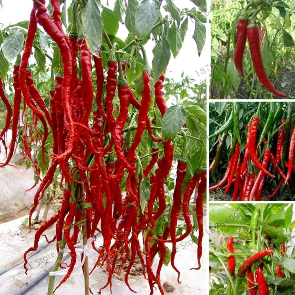 Fushimi Pepper Seeds Organically Grown Unique Creek Homestead Certified