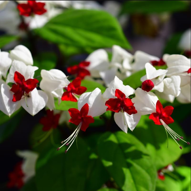 White Bleeding Heart Plant, Clerodendrum Bleeding Heart, 4″Pot, 4-6″Tall, No Pot