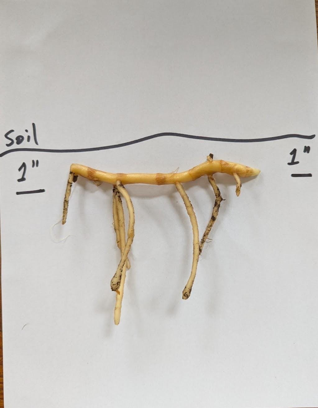 Myoga Ginger Live Roots, Cold Hardy Young Plants (Zone 5b)