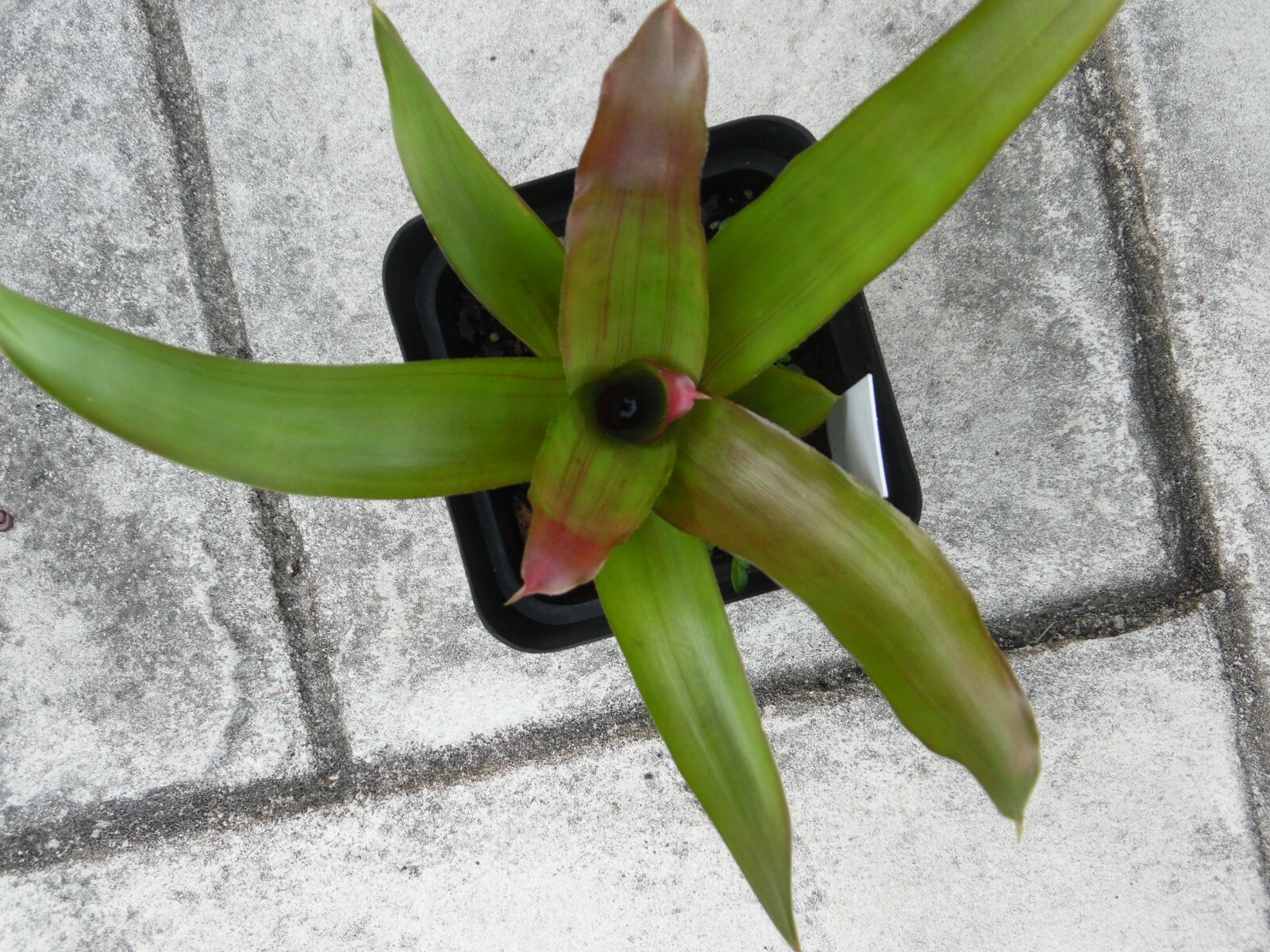 Neoregelia ROSEO LINEATA X CONCENTRICA Bromeliad one tropical plant *BIG*