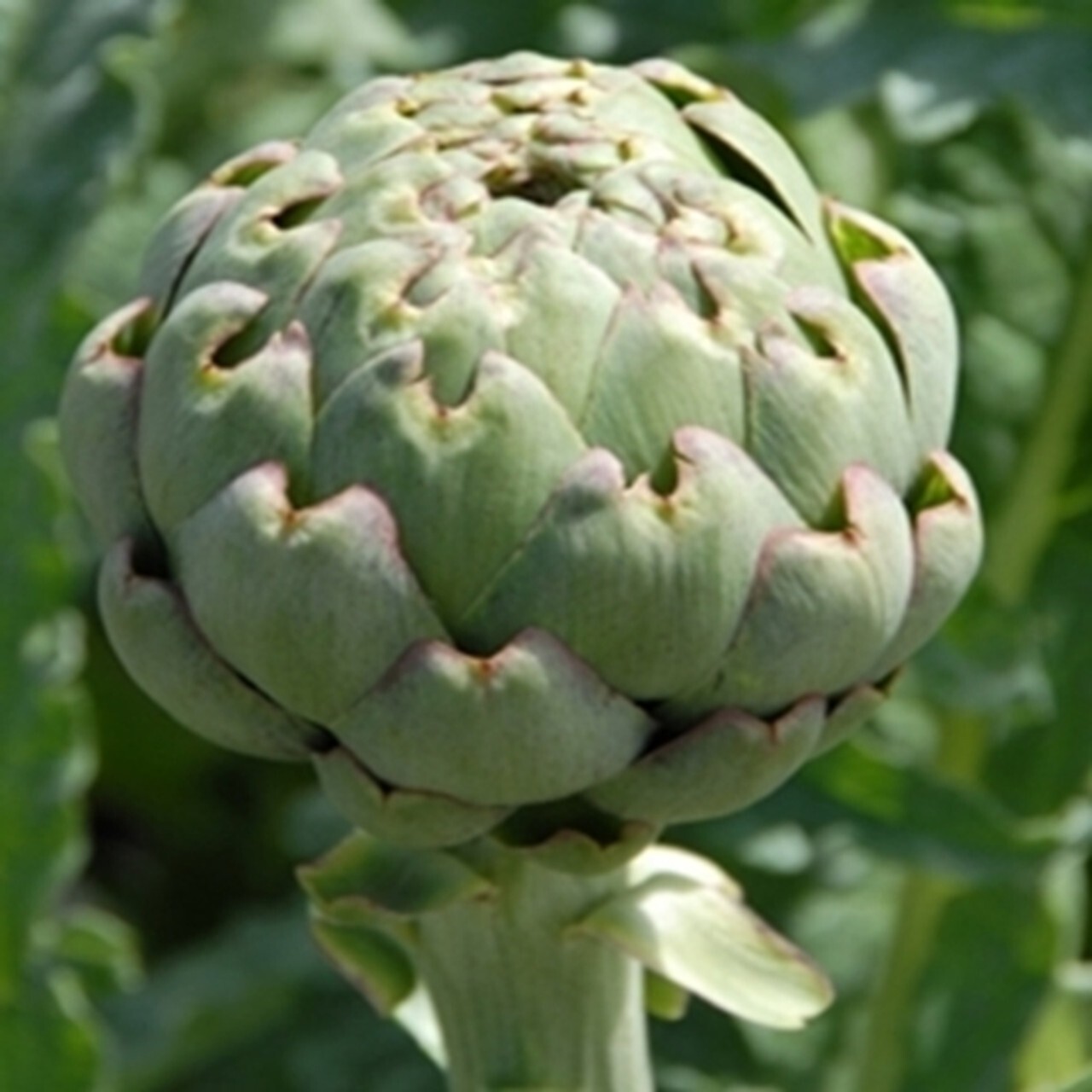 35+ Green Globe Artichoke Seeds Heirloom Artichoke Seeds NON-GMO Free Ship #91