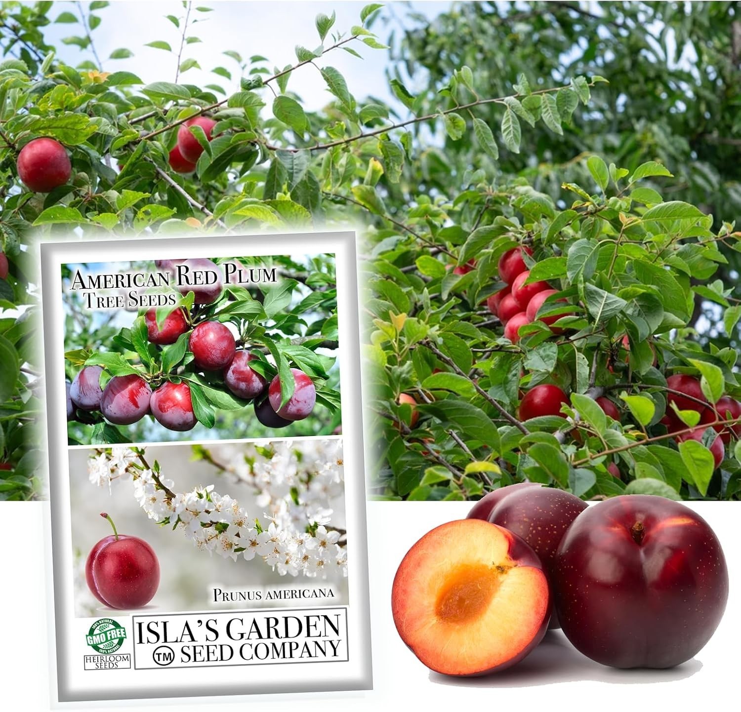 Prunus Americana Seeds – 5 Pack of Red Plum Tree Seeds for Heirloom Gardens