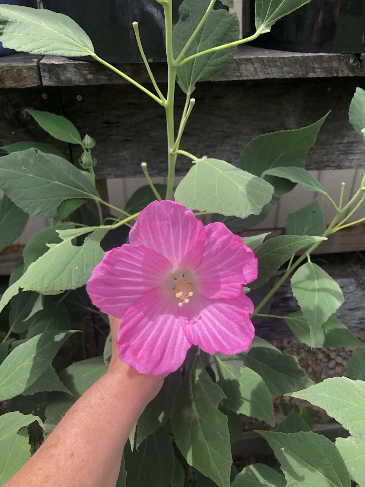 100+ Mixed Pink & White Hibiscus Moscheutos Rose Mallow seeds Free US shipping!