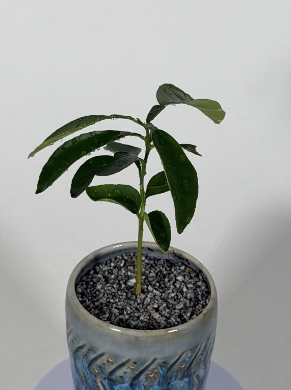 Live Citrus Tree Seedling 5” Rooted Plant Indoor Patio Citrus Starter