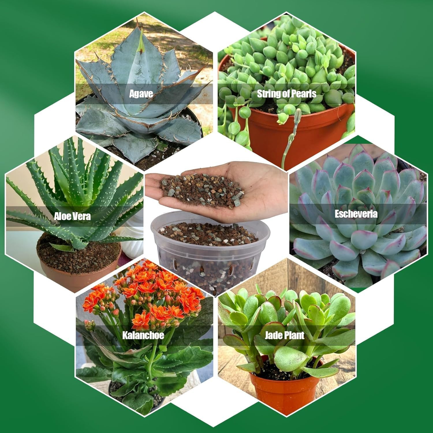 Succulent & Cactus Soil Potting Mix 2qt, Natural Organic Potting Mix for Cactus,