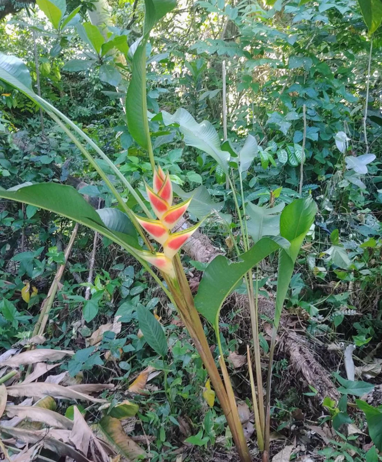Set 2 The Wagneriana Lobster Claw Rhizomes – Live Tropical Flower Rhizomes