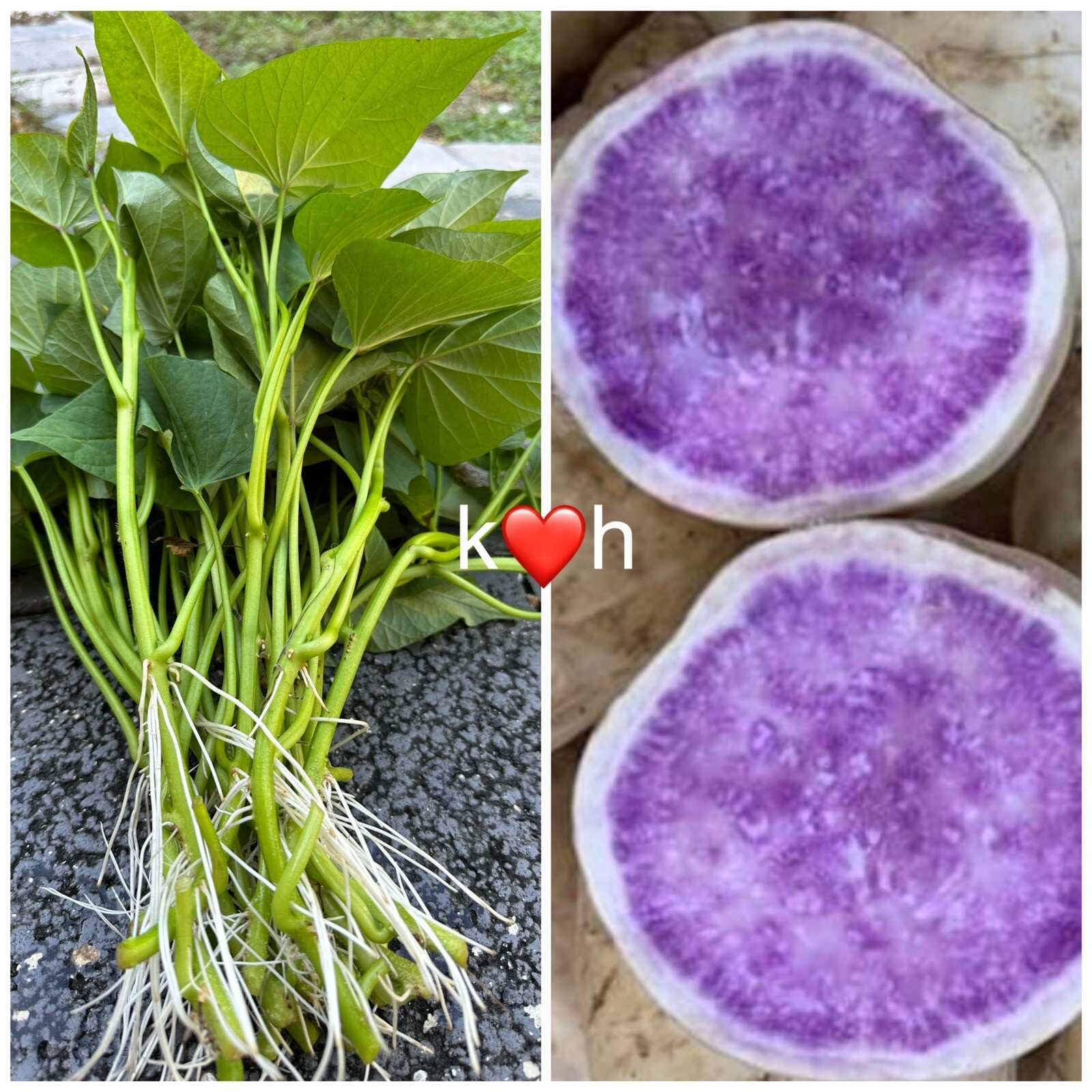 10 Okinawa Sweet Potato Slips- White And Purple Sweet Potato Slips – Khoai Lang