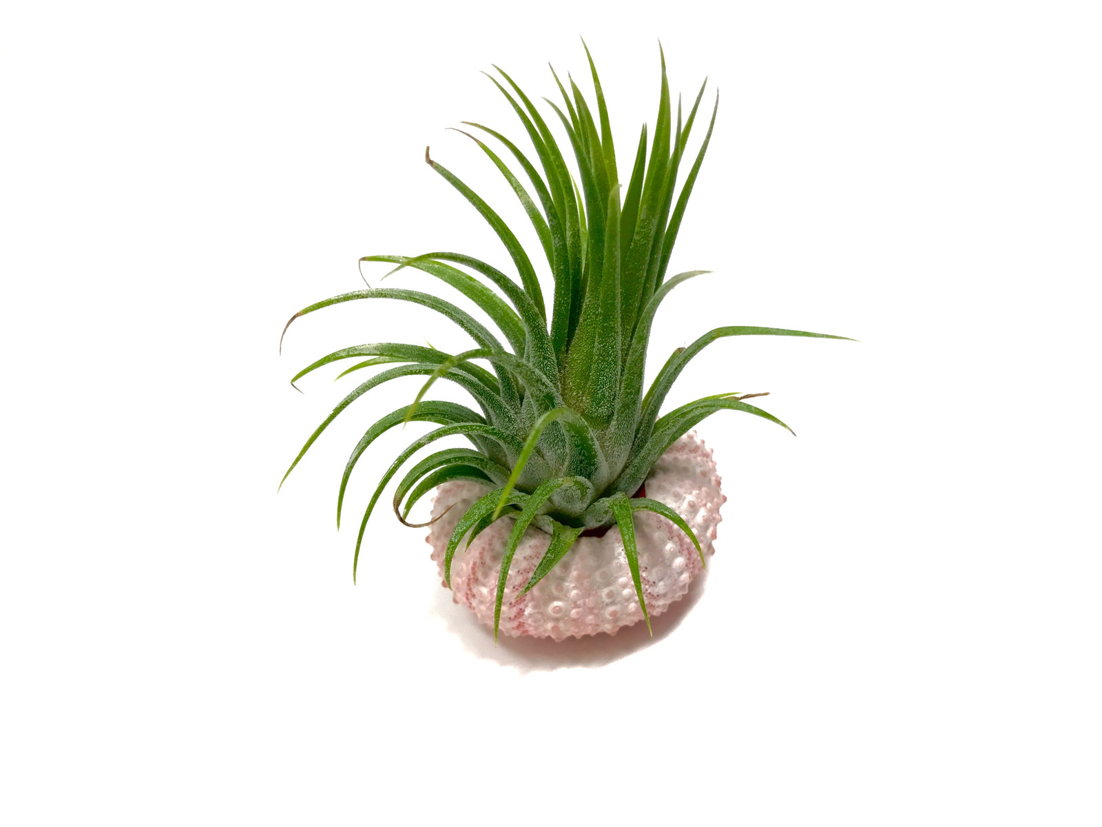 Pink/White Sea Urchin Shell + Air Plant