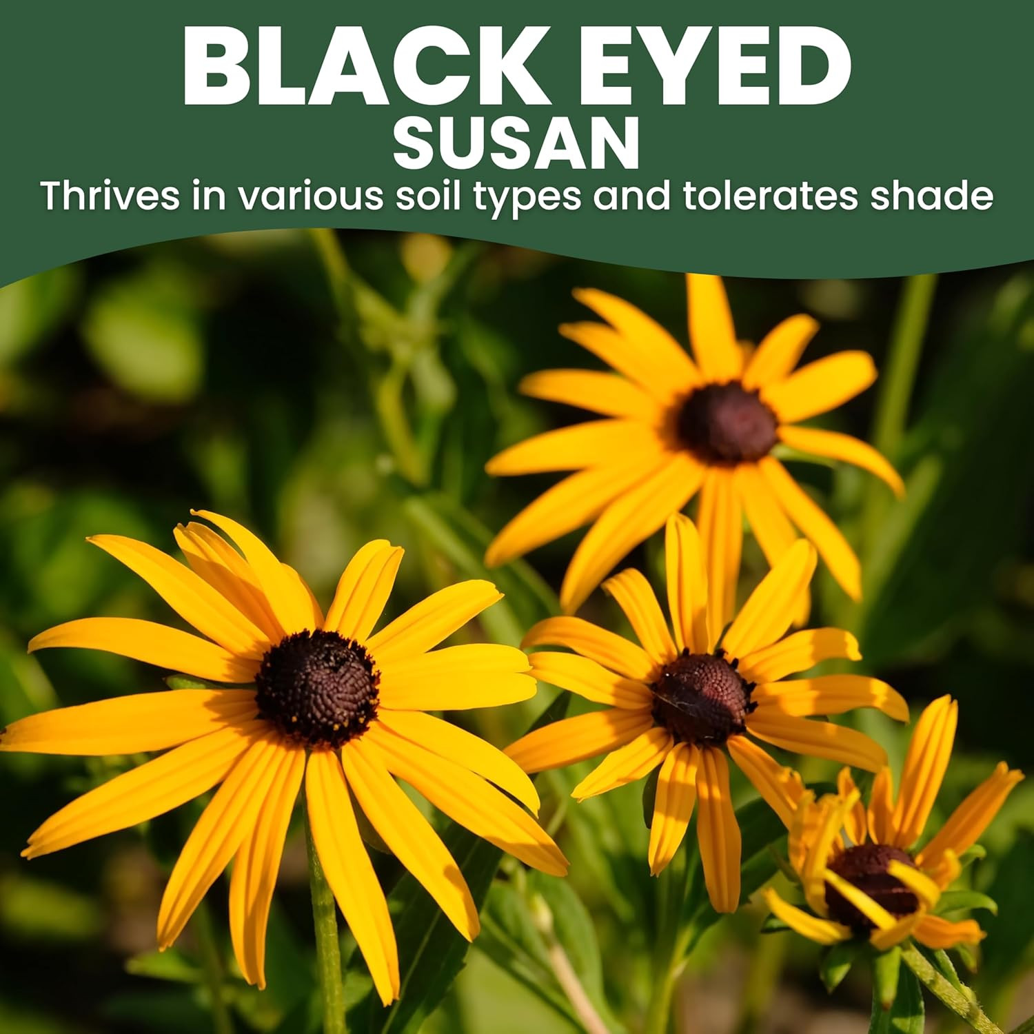 Black Eyed Susan – Bulk 1/4 Pound Pouch – 400,000 Flower Seeds for Planting – Ru