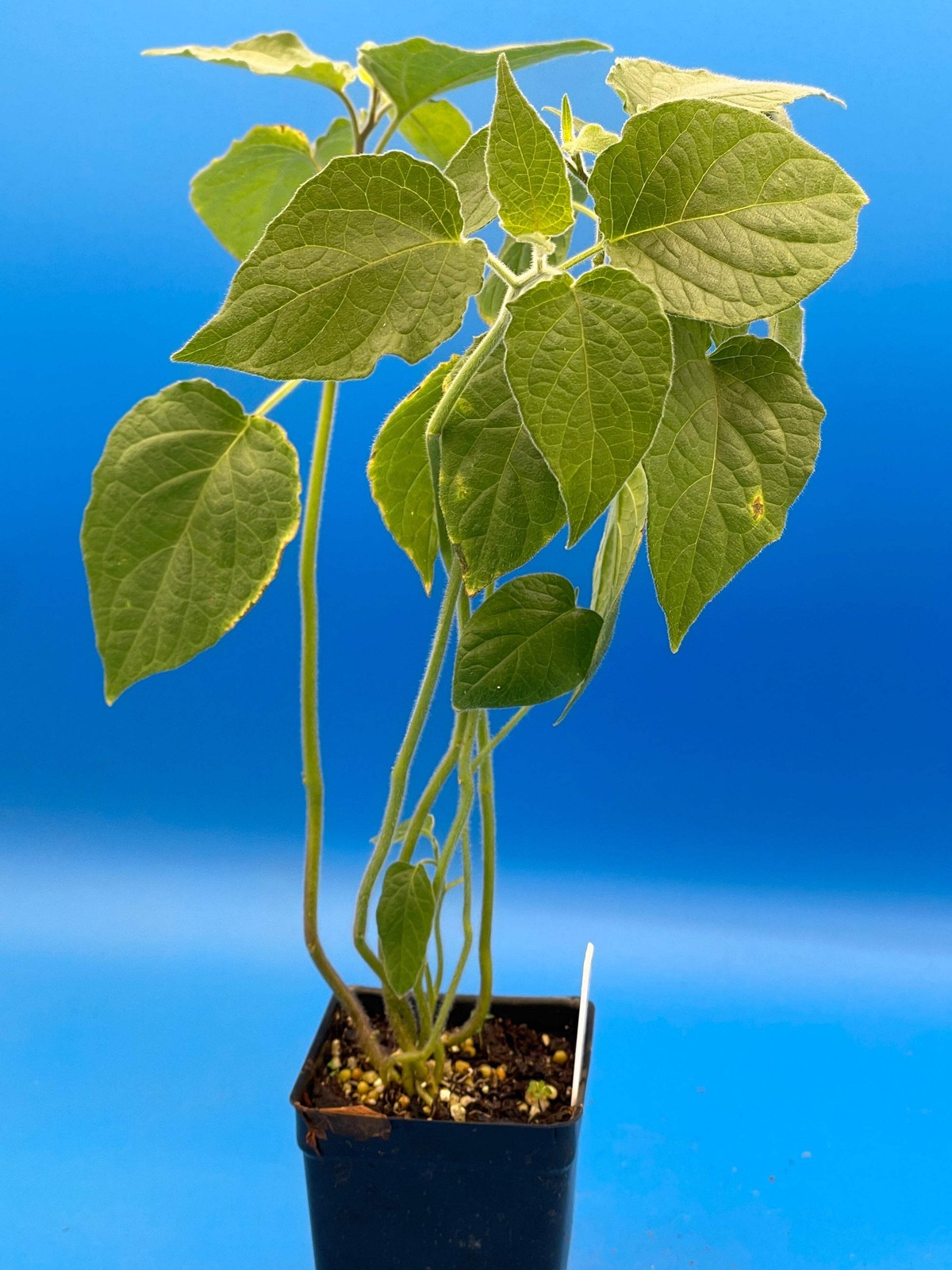 Cape Gooseberry Starter Plant – Physalis Peruviana Peruvian Ground Cherry