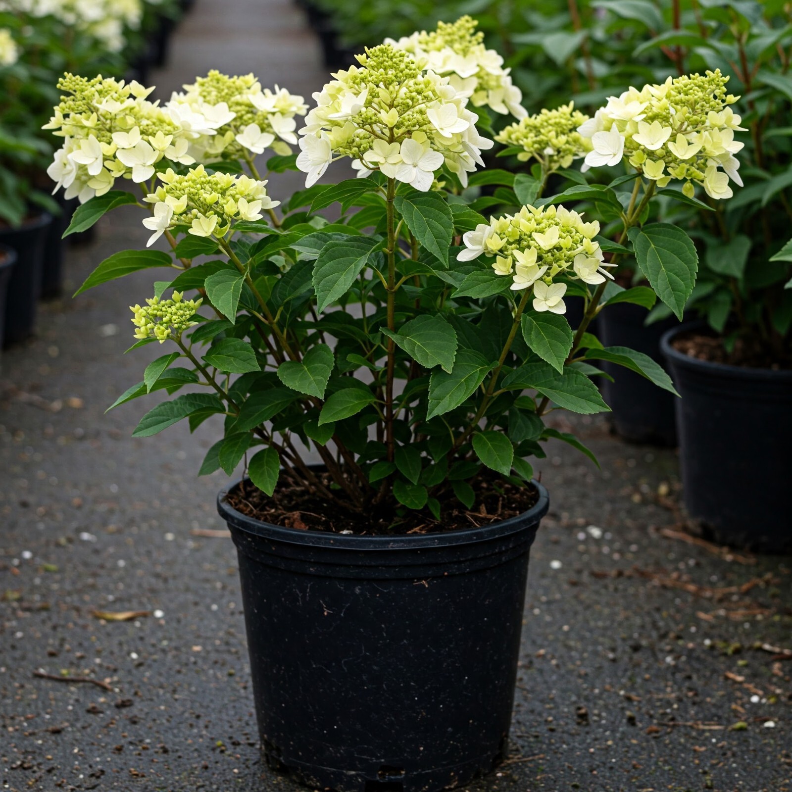 Annabelle Hydrangea Live Shrub Well Rooted Plant Flowering Outdoor 1 Gallon Pot