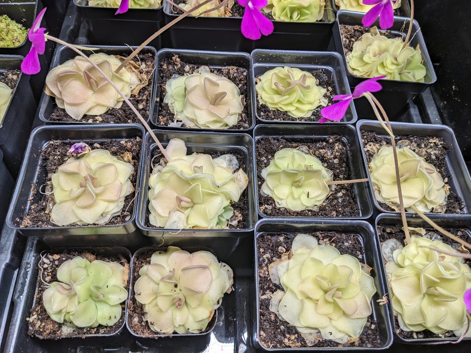 Pinguicula Butterwort (morenensis / wesser)
