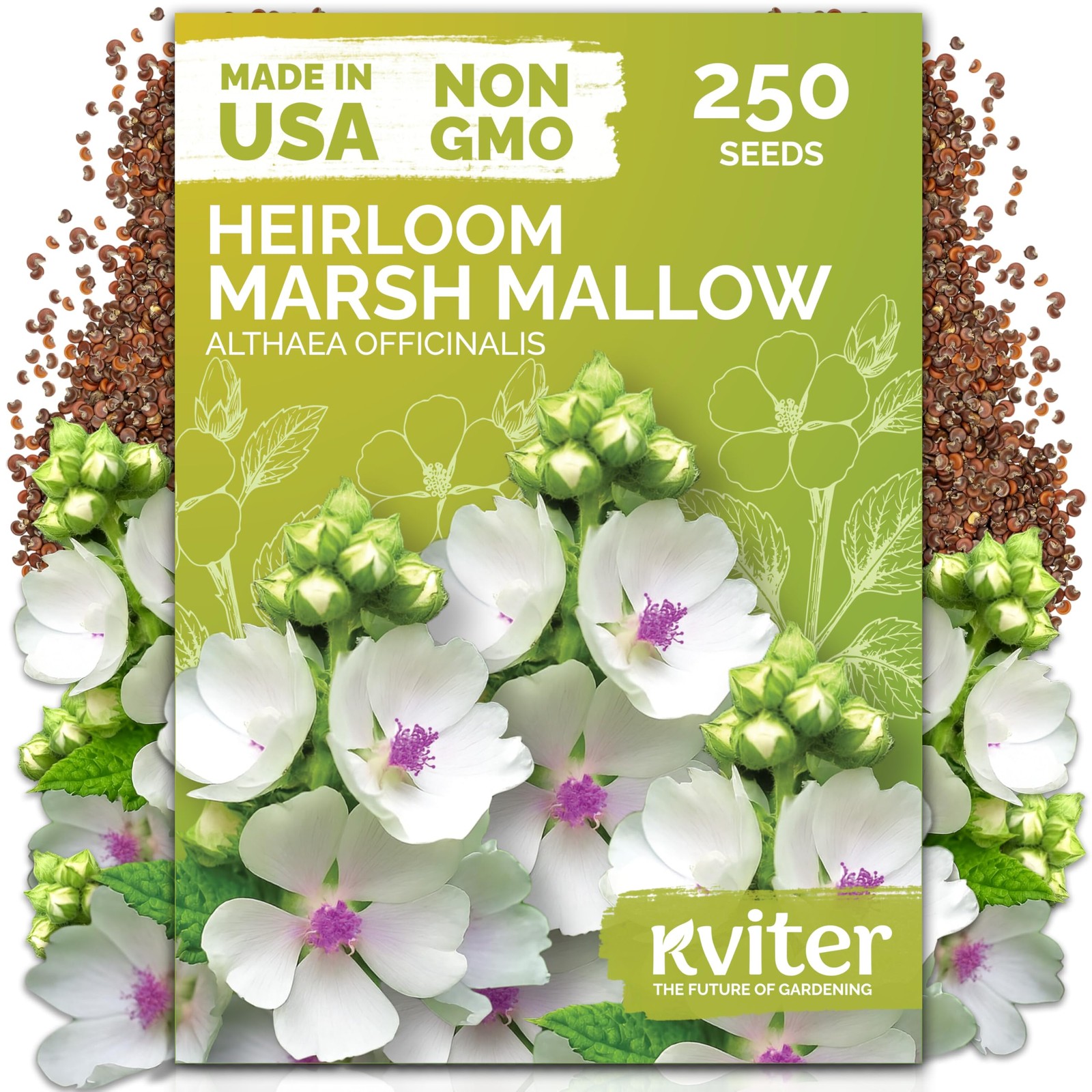 KVITER 250 Marsh Mallow Seeds For Planting (Althaea officinalis)