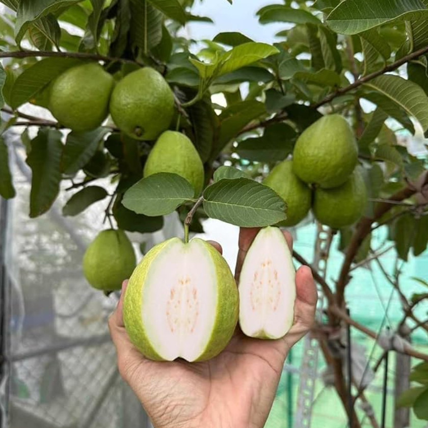 White Guava Live Plant – 8-10″ Tall in 4” Pot – Tropical Fruit Tree