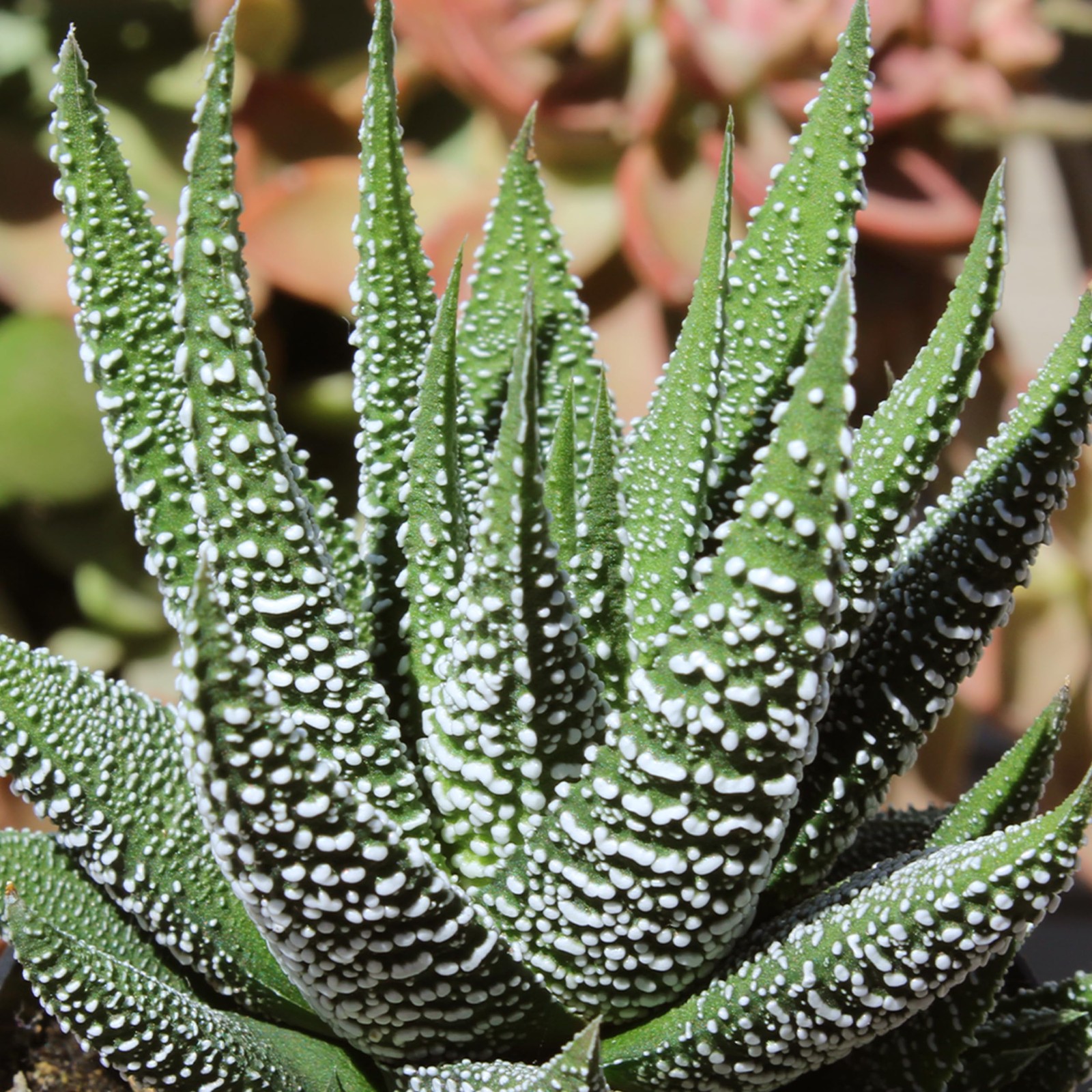 , Live Succulents Plants Live Window Plants (8PK), Live Indoor Plants Live Ho…