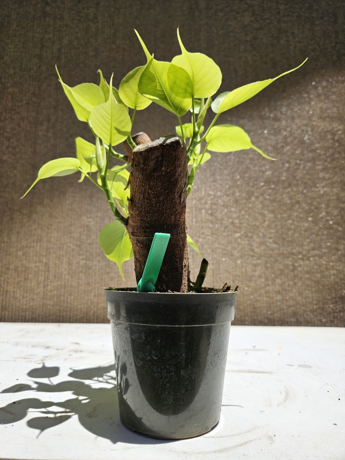 Ficus religiosa ( Sacred fig – Cây Bồ Đề) Bonsai Tree,,,, sale