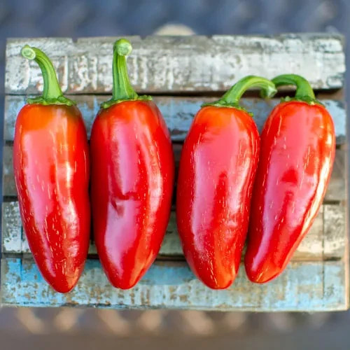 20 GRANDE JALAPENO PEPPER SEEDS ~ heirloomseedguy ~ NON-GMO ~ 2026 ~ USA