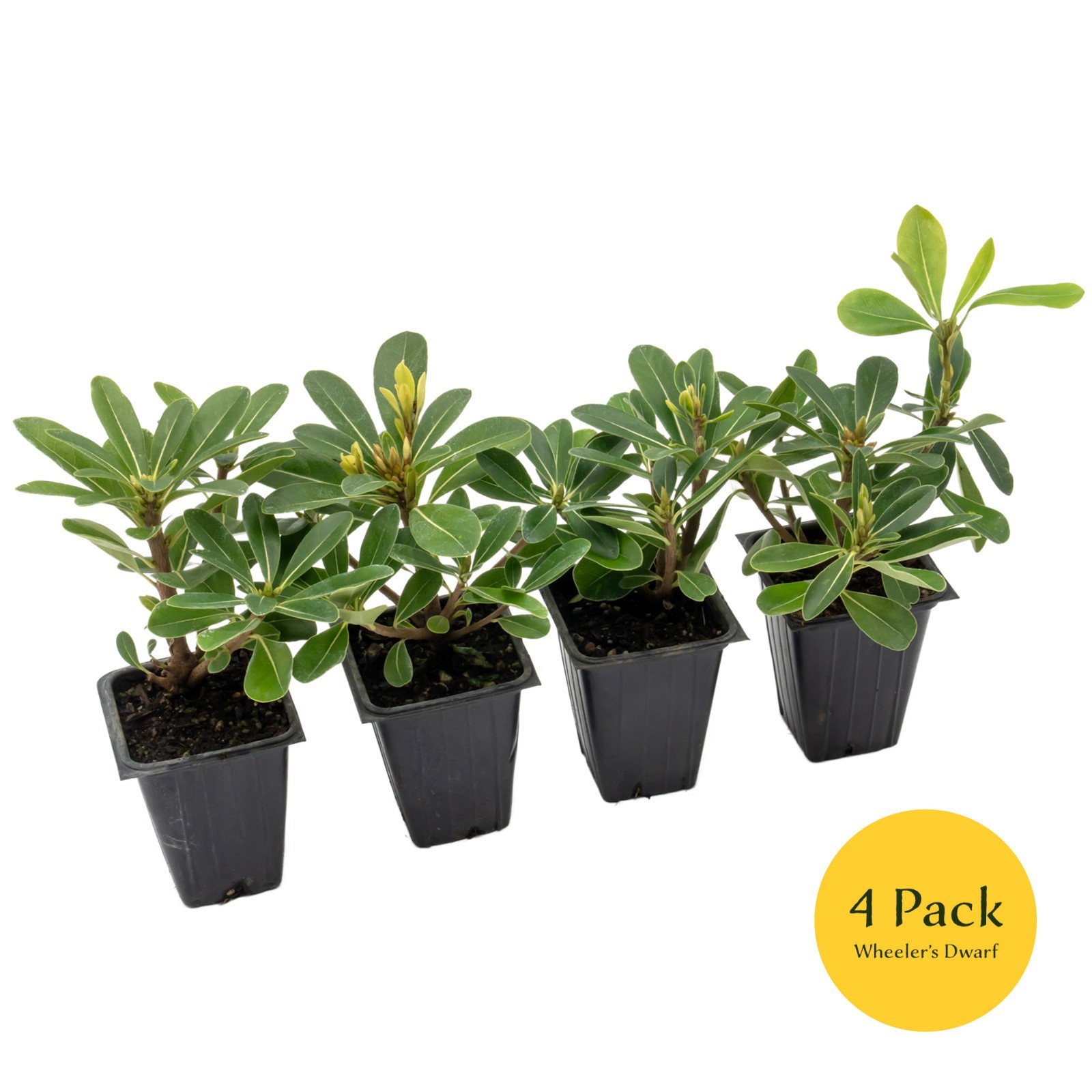 Wheeler’s Dwarf Shrubs | Live Plants in 2.5″ Nursery Cubes | Pittosporum Tobira