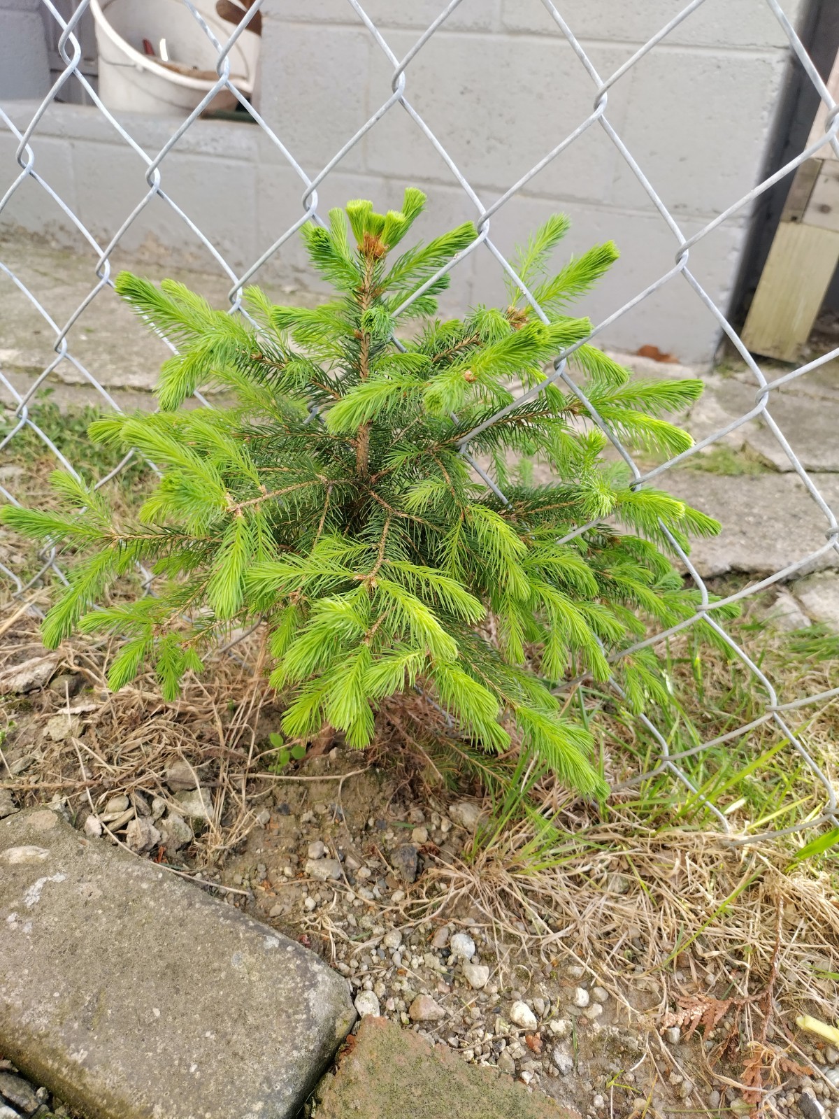 Norway Spruce Pine Tree
