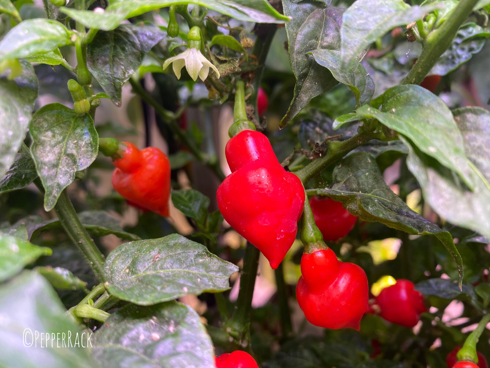 RARE✿ Heirloom Piaozinho Chili Pepper 10 Seeds ●Productive