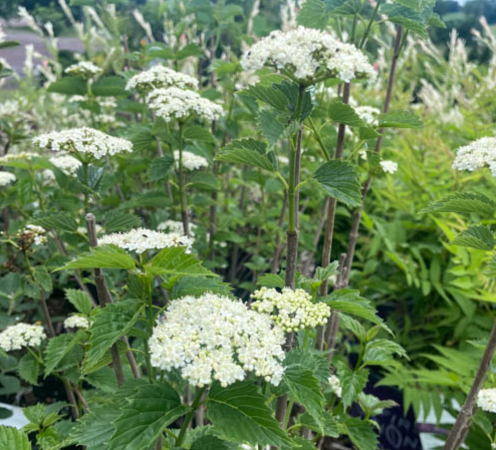 Chicago Lustre Viburnum Shrub – Live Plant in 2.5-Inch Pot (10–18″ Tall)