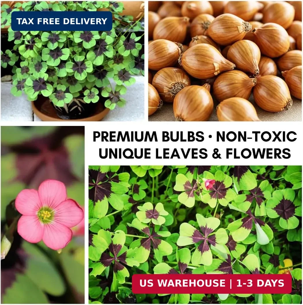 Iron Cross Shamrock Bulbs for Planting – Fast Growing Year Round Color Indoors o