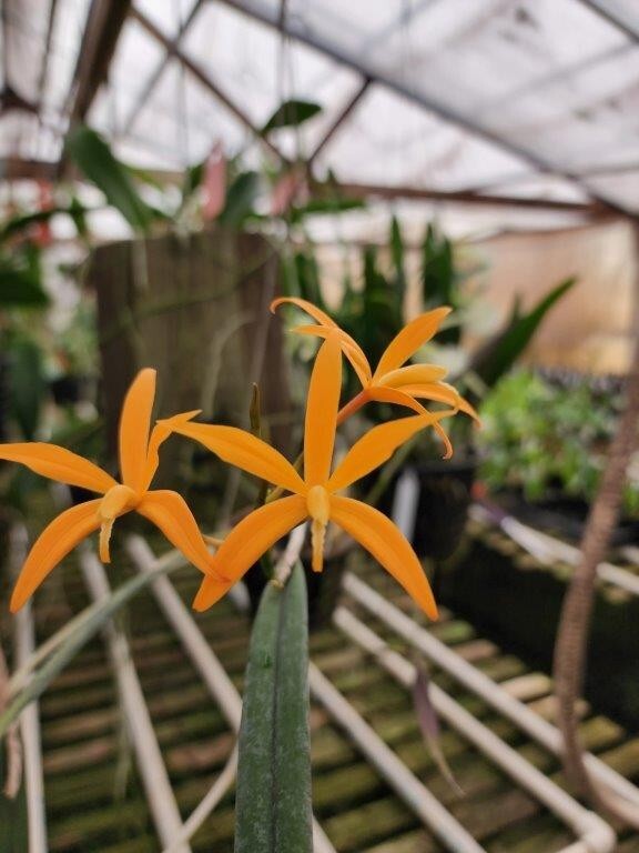 BRASIL MINIATURE CATTLEYA ORCHID SPECIES marcaliana BS 2inch pot