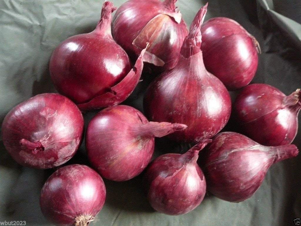 250 RED BURGUNDY ONION SEEDS NON – GMO FRESH HARVEST FOR 2024 GARDENS