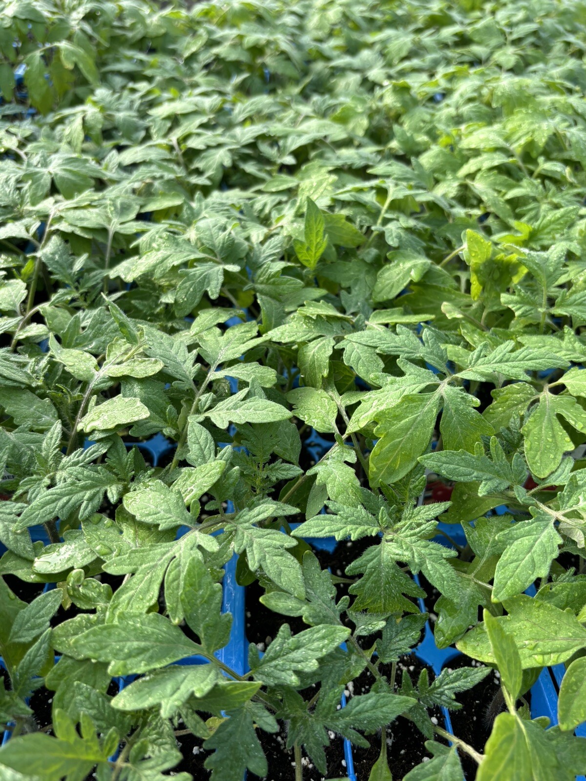 Lot of 2 HUNGARIAN GIANT TOMATO LIVE PLANTS 6 to 10 inches 60+ Days Old