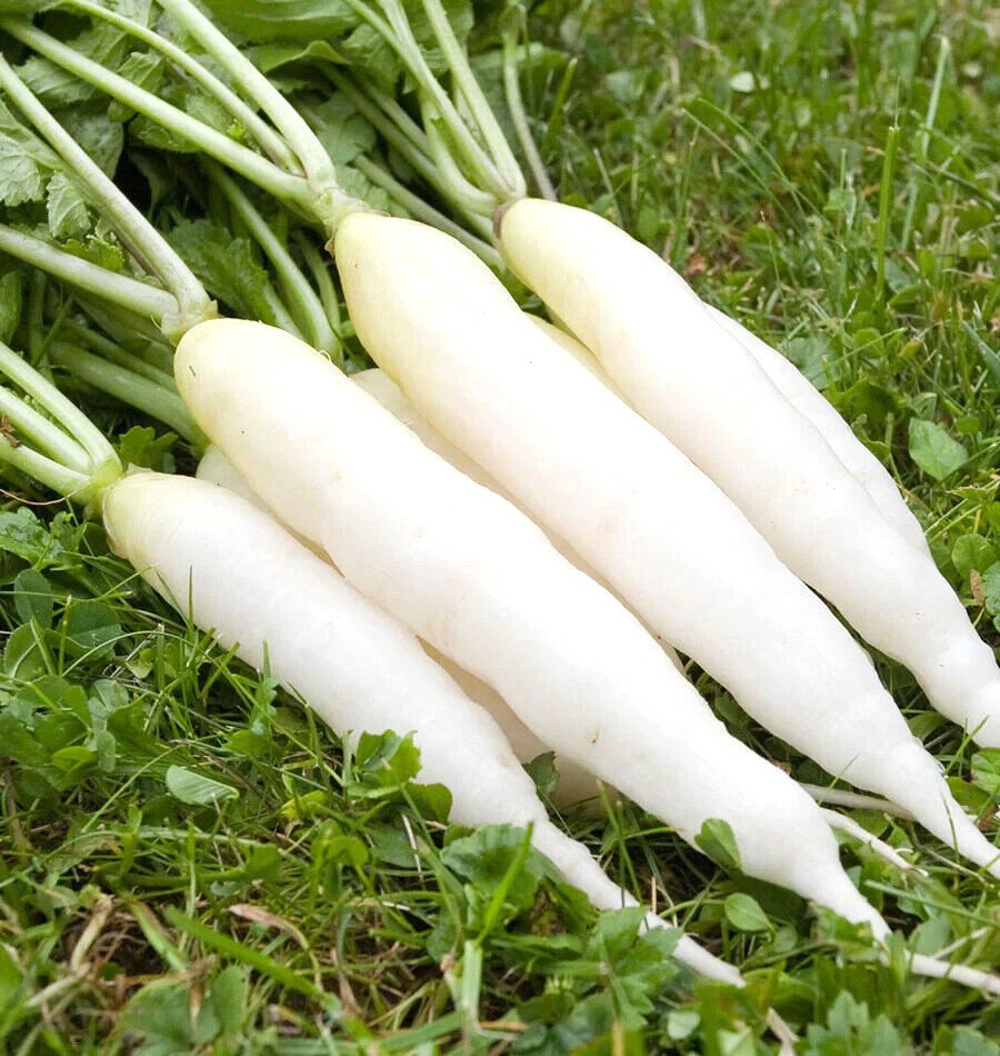 425 SEEDS – Radish WHITE ICICLE fast growing GroCo USA – BUY ANY 15 – SHIPS FREE