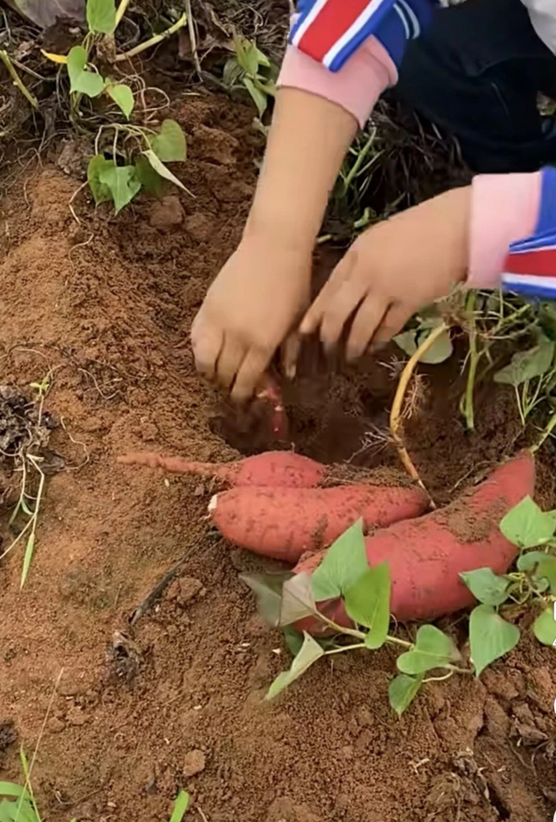 10 Red Japanese Sweet Potato Slips – Cuttings – organically grown