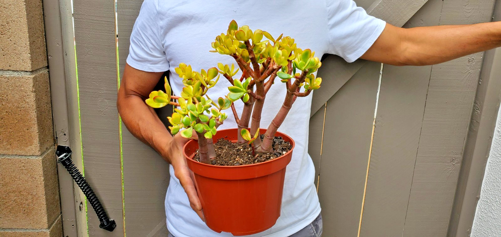 Golden Jade Succulent Crassula Ovata Hummel Sunset Great for bonsai -C