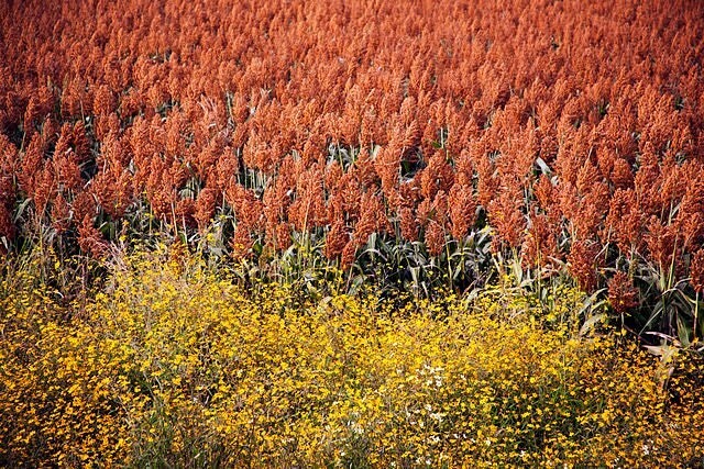 100 Syrup ROX ORANGE SORGHUM Waconia Sugar Cane Bicolor Vegetable Grain Seeds