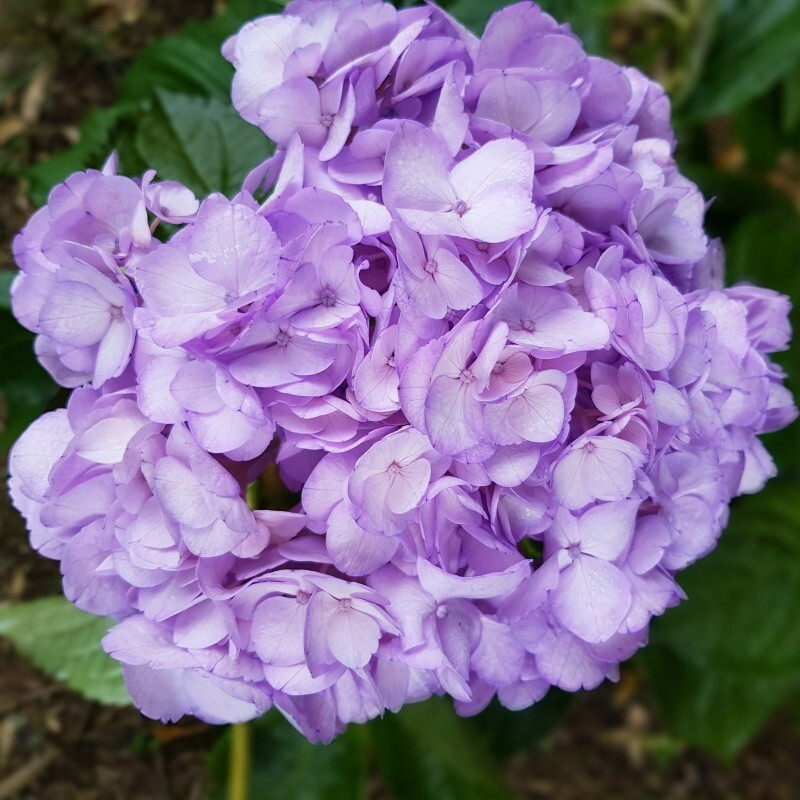 5 Light Purple Hydrangea Seeds Perennial Flowers Flower Garden Seed 1432 US SELL