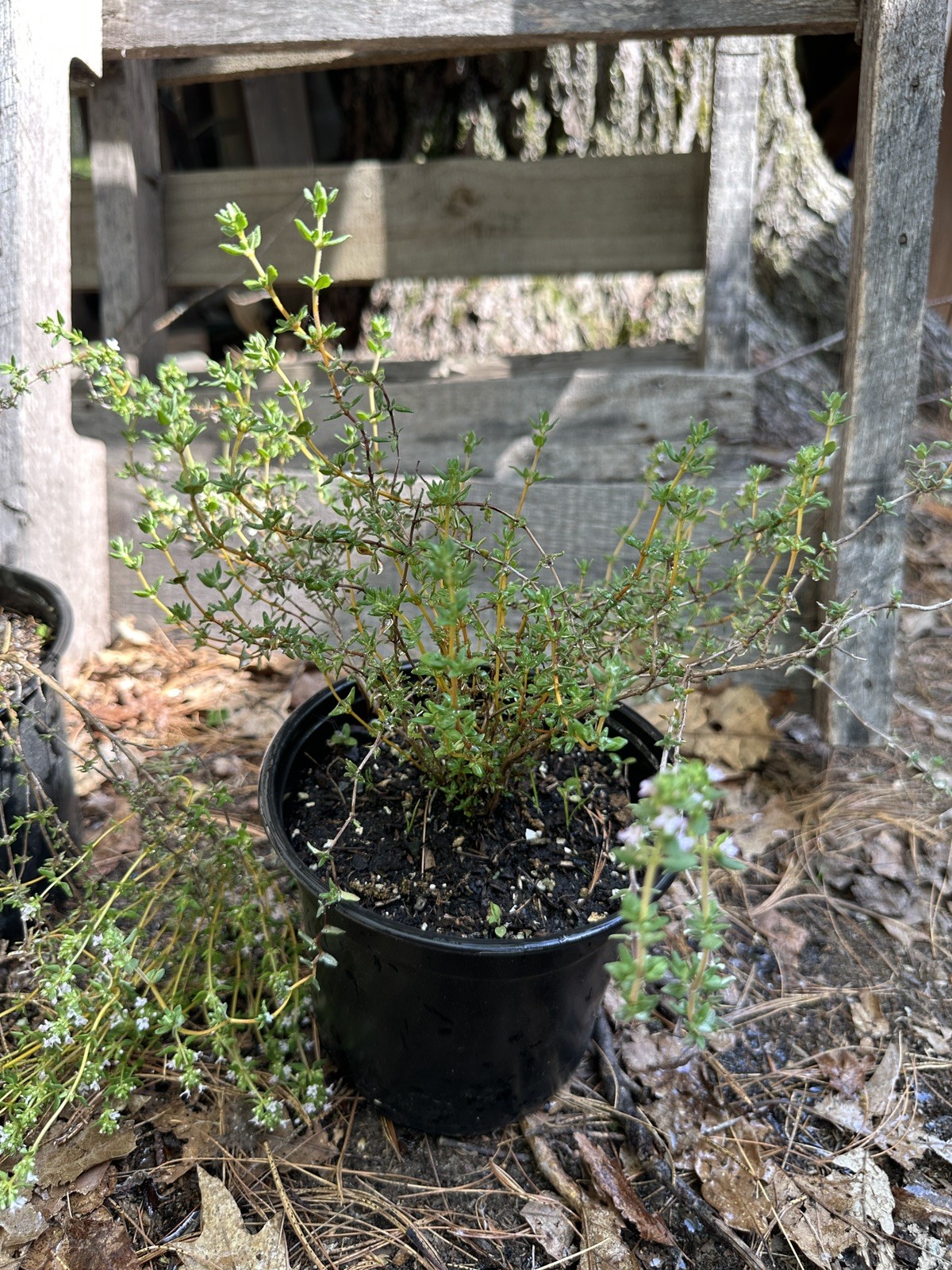 Live THYME Plant (half gallon pot) (DORMANT)