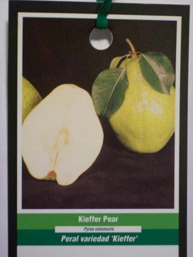 KIEFFER PEAR 4-6 FT TREE PLANT SWEET JUICY PEARS FRUIT TREES PLANTS