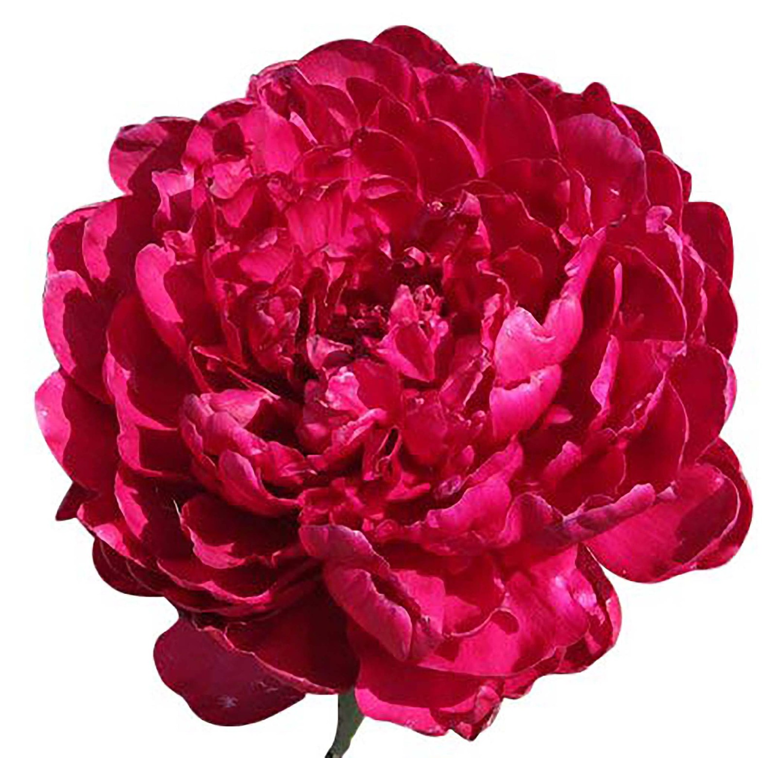 Phillipe Rivoire Double Dark Red Peony – Bare Root 3-5 Eyes