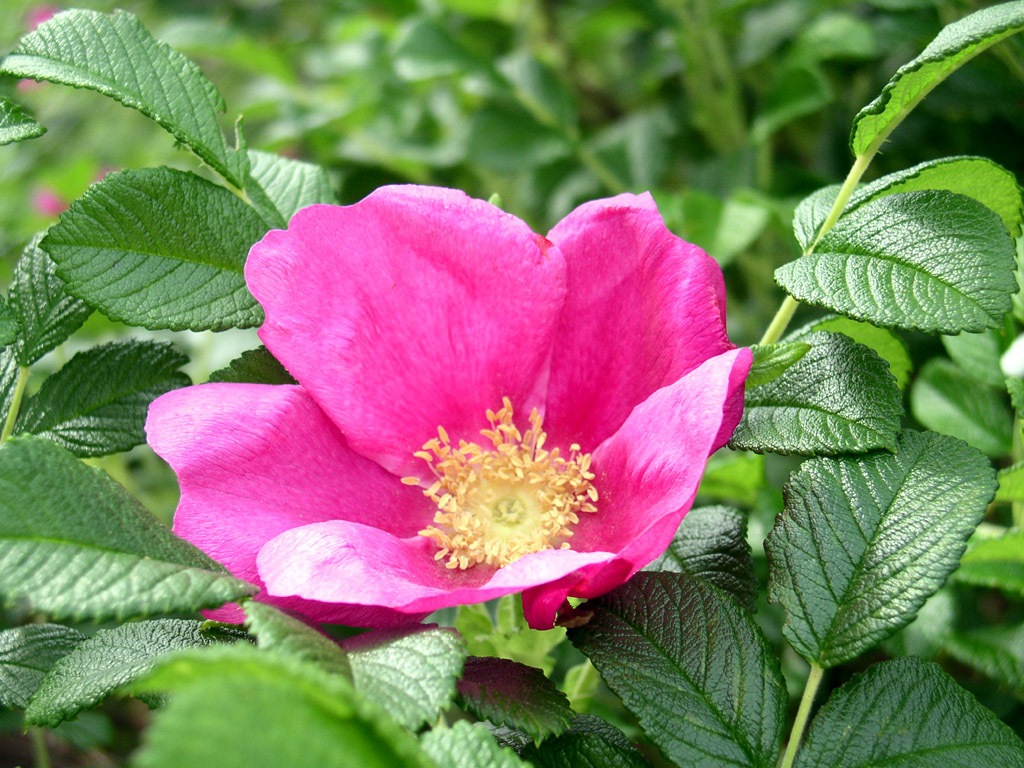 Pink Rugosa Rose, Rosa rugosa Pink, Seeds (Hardy, Fast, Fragrant, Edible)